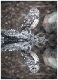 Close-up of bird perching on branch