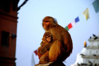 Monkey with infant sitting on pole against sky