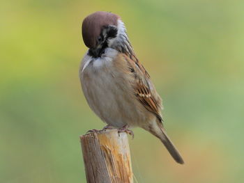 Close-up of bird perching on wood