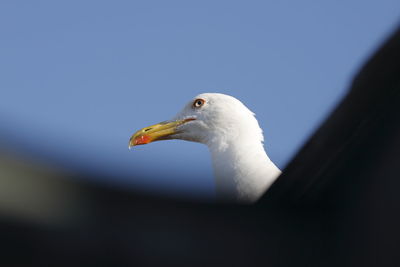 Close-up of bird against sky