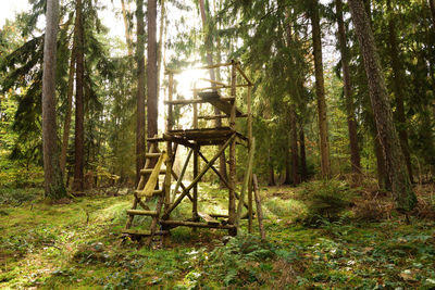 Gazebo amidst trees in forest