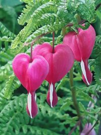Close-up of pink flowering plant