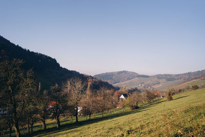 Trees on field against clear sky