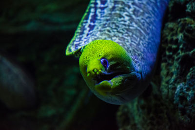 Close-up of eel swimming 