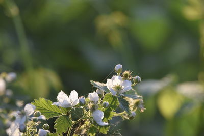 Close-up of white flowering plant