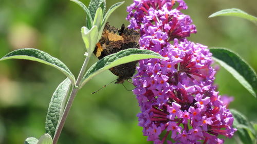 Close-up of butterfly perching on purple flower
