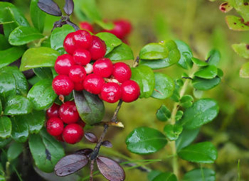 Close-up of red berries growing on plant