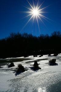 Sun shining through trees