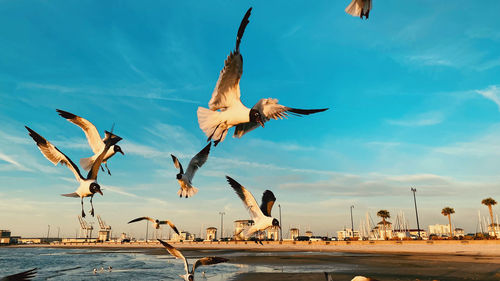 Seagulls flying over sea against sky during sunset