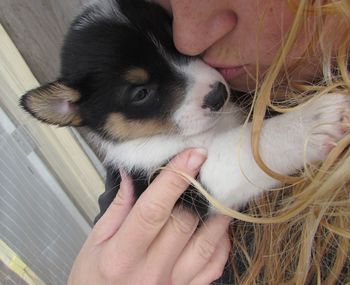 Close-up of corgi puppy