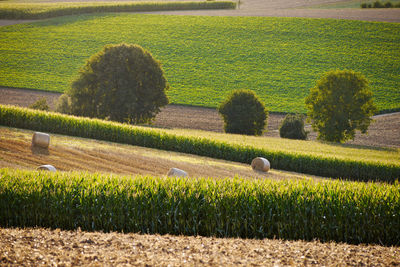 Hay bales on field against trees