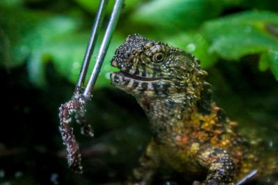 Close-up of a lizard