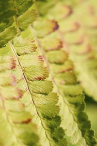 Close-up of green leaves