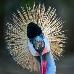 Close-up portrait of bird