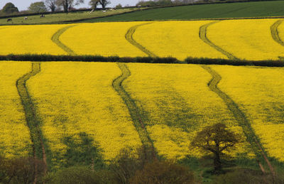 Scenic view of field