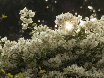 Close-up of flower tree