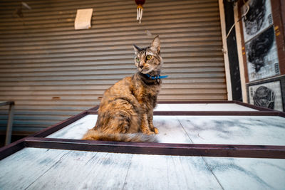 Cat sitting on floor