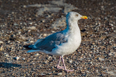 Close-up of seagull on land