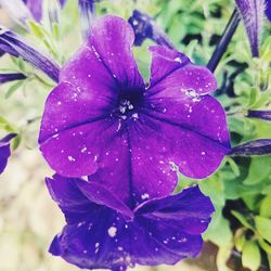 Close-up of wet purple flower blooming outdoors