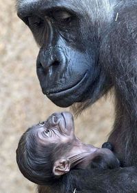 Close-up of a monkey
