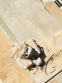 High angle view of animal skull on floor