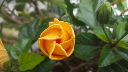 Close-up of yellow rose