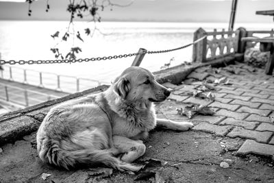 Close-up of dog relaxing outdoors