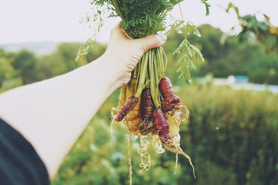 Close-up of hand holding plant