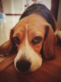 Close-up portrait of dog at home