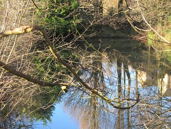 Close-up of tree by lake against sky