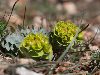 Close-up of plant growing on field