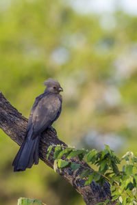 Close-up of bird perching on branch