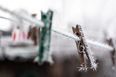 Close-up of frozen plant hanging on twig