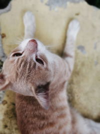 Close-up portrait of cat