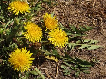 High angle view of yellow flowering plant on field