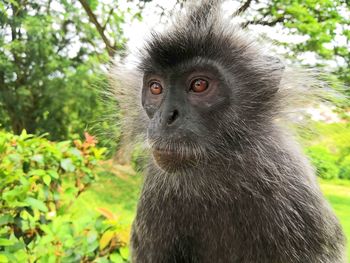 Close-up portrait of a monkey