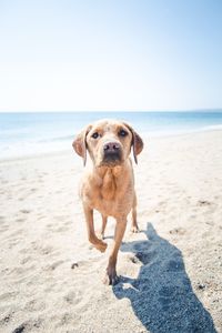 Portrait of dog walking on sand at beach against clear sky