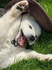 Close-up of dog on field