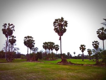 Palm trees on field against clear sky