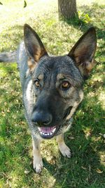 Close-up of dog on grassy field