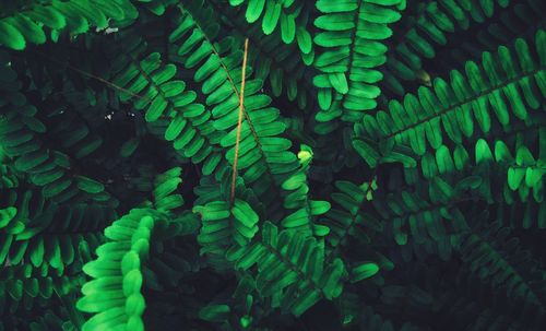 Full frame shot of fern leaves