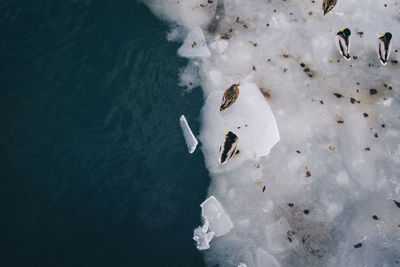 High angle view of ducks on frozen lake