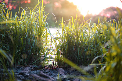 Close-up of plants growing on field