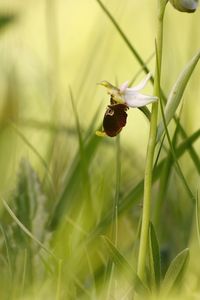 Close-up of insect pollinating on flower