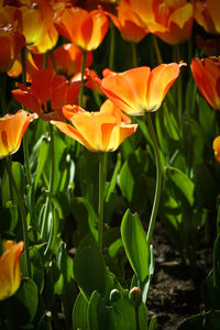 Close-up of orange flowering plant