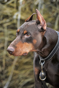 Close-up of a dog looking away