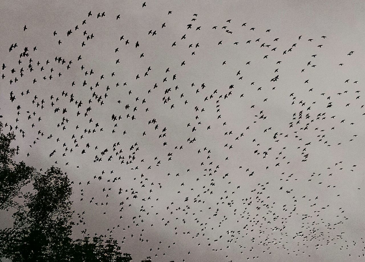 Yes those are birds