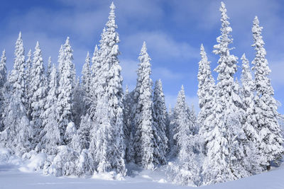 Frozen trees against sky