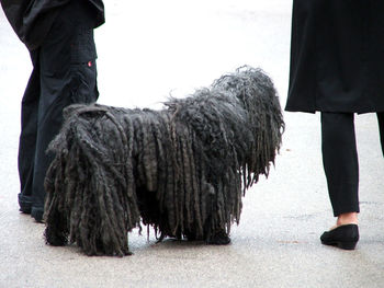 Low section of people with puli dog at beach