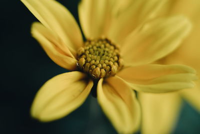 Macro shot of yellow flower